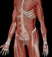 Transverse Abdominus muscle shown here after removing rectus and oblique abdominal muscles. Photo curtesy of Visible Body.