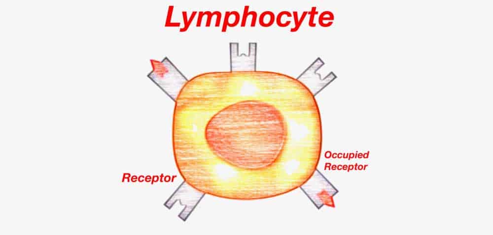 Lymphocyte with Receptor