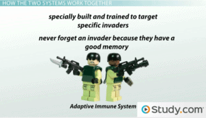 The adaptive immune system has special cells trained to target specific invaders. They never forget an invader because they have a good memory.