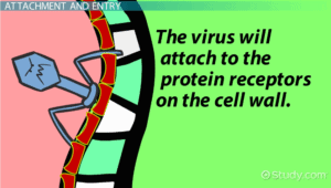 The virus will attach to the protein receptors on the cell wall.