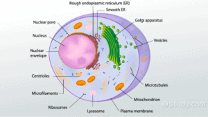 Cross section of a cell and it's components.