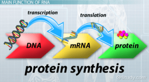 DNA is copied by mRNA and then moves outside the nucleus to begin the process required to create proteins.