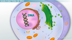 Cross section of a cell with DNA shown in the nucleus.