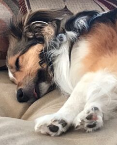 Vesper the sheltie naps demonstrating the average human's reaction to reading research studies.