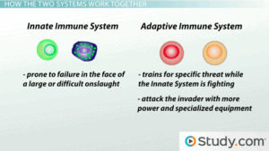 Innate immune system is prone to failure in the face of a large or difficult onslaught. The adaptive Immune system trains for specific threat while the innate system is fighting. It then attacks the invader with more power and specialized equipment.