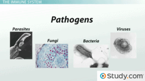 Pathogens include parasites, fungi, bacteria, and viruses.