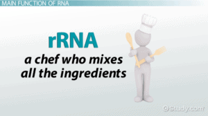 rRNA is the chef who combines the ingredients.