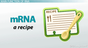 mRNA is like a recipe card