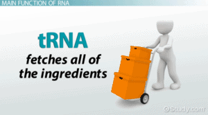 tRNA is the grocery-getter