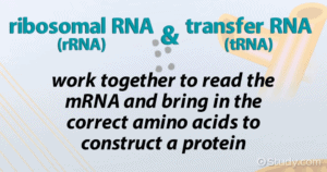 rRNA and tRNA work together to read the mRNA and bring in the correct amino acids to construct a protein.
