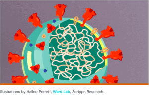 COVID-19 cell showing RNA inner cargo surrounded by a fatty shell and spike proteins on the exterior shell.
